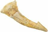 Fossil Sawfish (Onchopristis) Rostral Barb - Morocco #236112-1